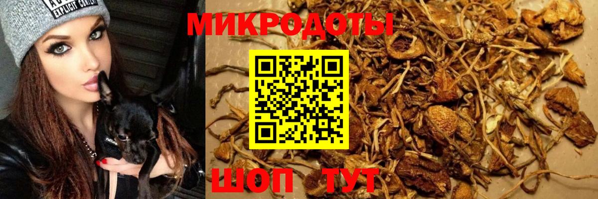 Луховицы  Галлюциногенные грибы прущие грибы  Галлюциногенные грибы Psilocybine cubensis  Вход с VPN 